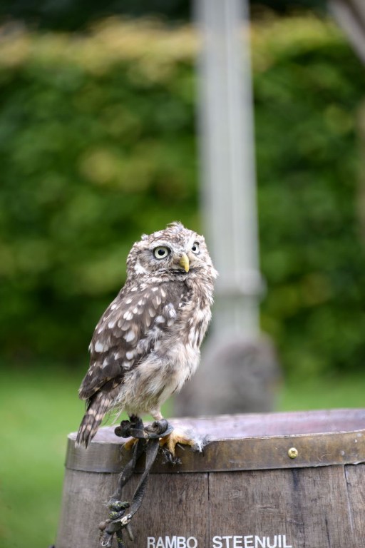 ../Images/Castlefest 2017 zondag 041.jpg